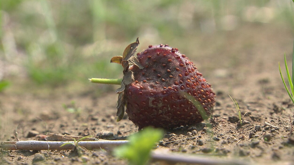 La saison de la fraise commence tout juste ! 