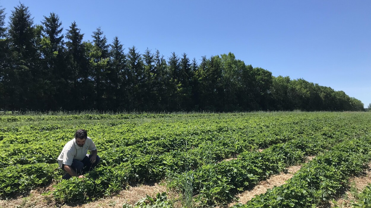 En début de saison, de nombreux producteurs de fraises craignaient de devoir jeter leurs fruits en raison du manque de main-d’oeuvre étrangère dans les champs.