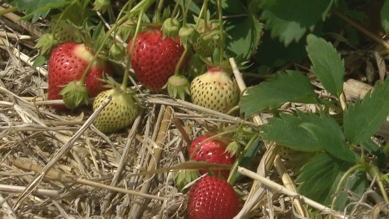 Des fraises mÃ»res et d'autres, moins mÃ»res, reposent dans un champ.
