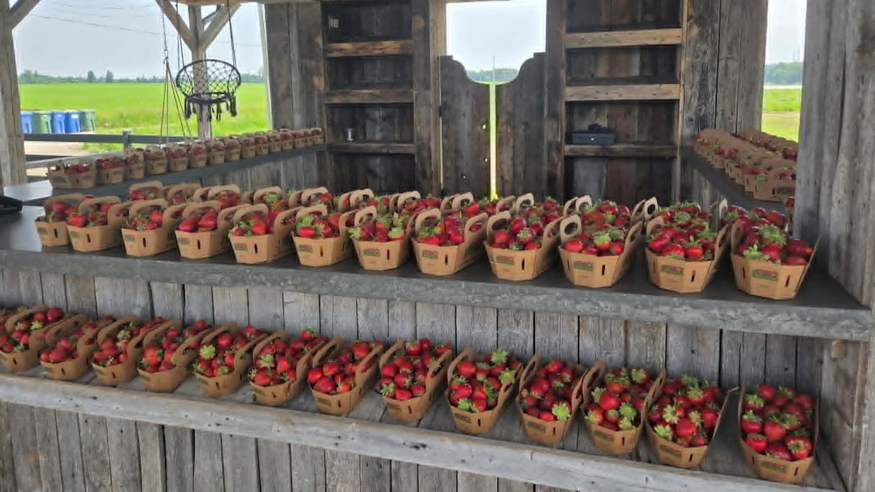 Bon départ pour la récolte de fraises à Saguenay