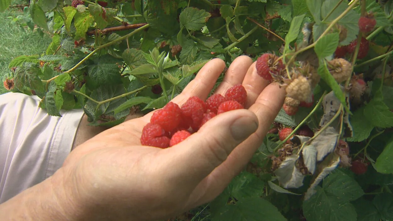 La Vague De Chaleur Nuit Aux Fruits De L'okanagan Et De La Vallée Du Fraser  | Radio-Canada.ca