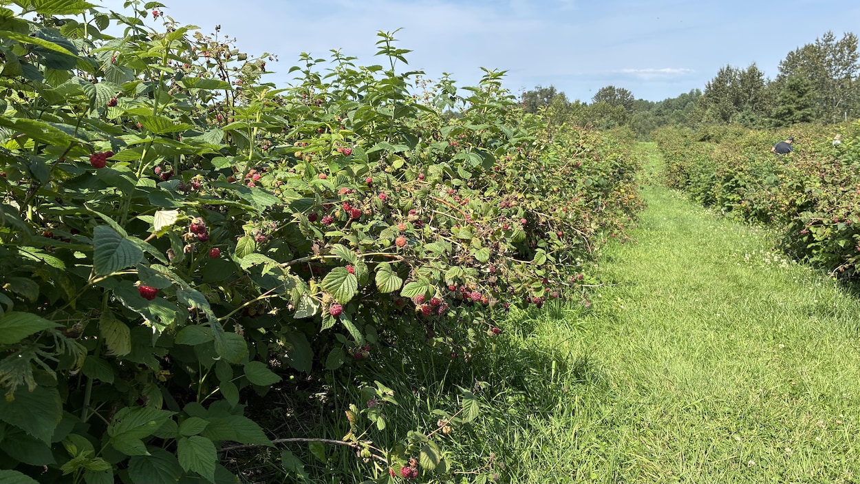 Saison des framboises : « Du jamais-vu en 30 ans »