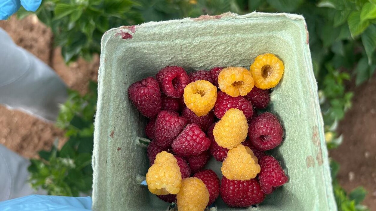 À la recherche de petits fruits capables de résister au changement du climat