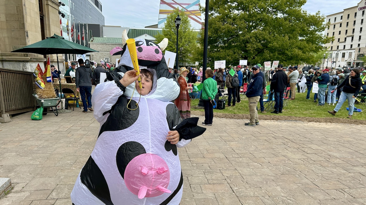 Des agriculteurs manifestent à Fredericton pour les services vétérinaires publics