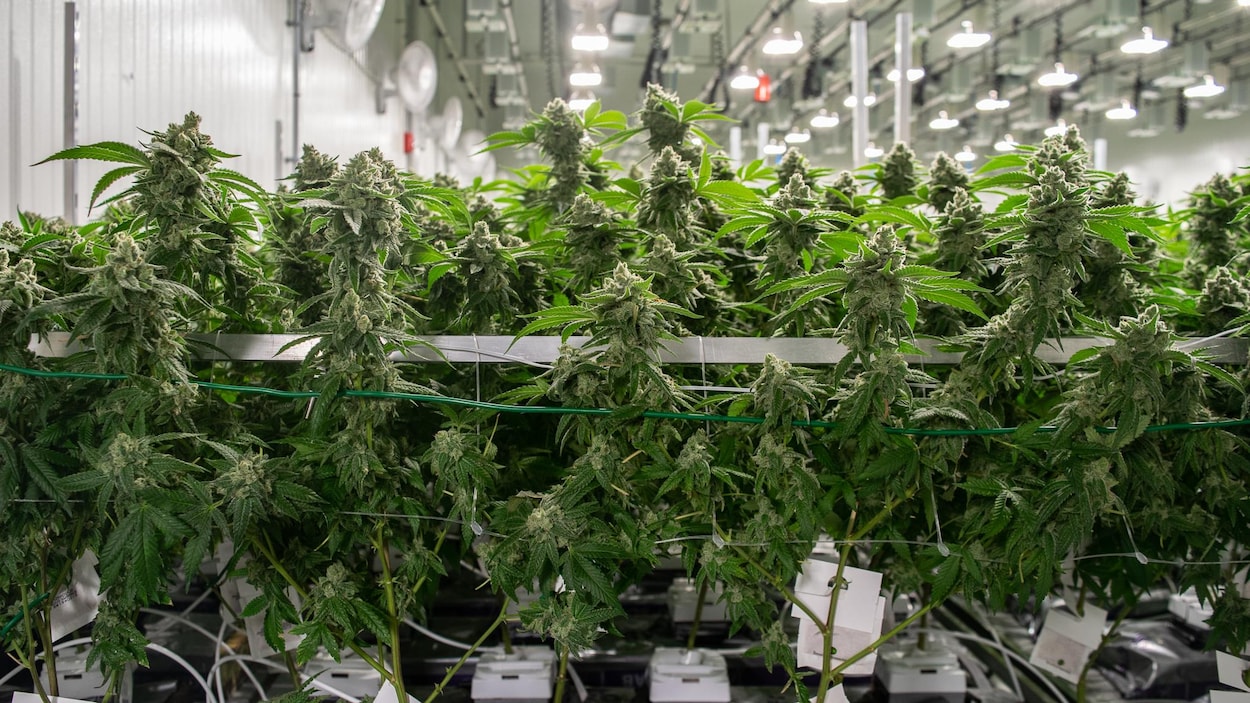 Des plants de cannabis.