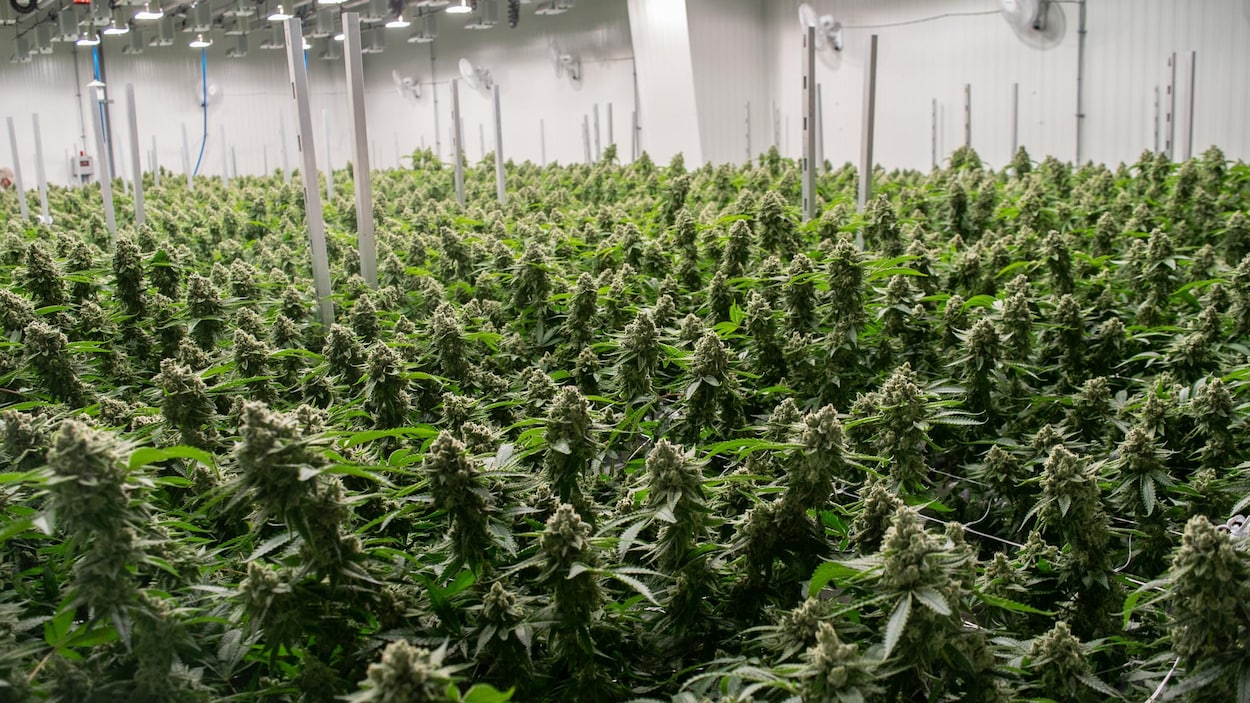 Plan large de plants de cannabis.