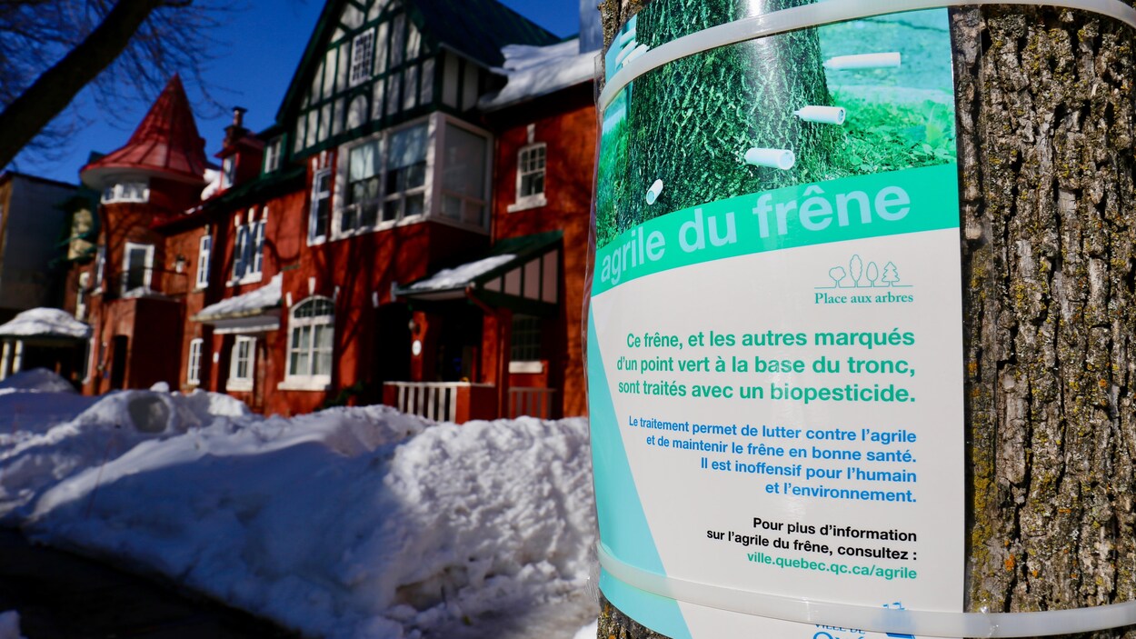 Un frêne marqué pour un traitement au biopesticide sur l'avenue du Parc à Québec.