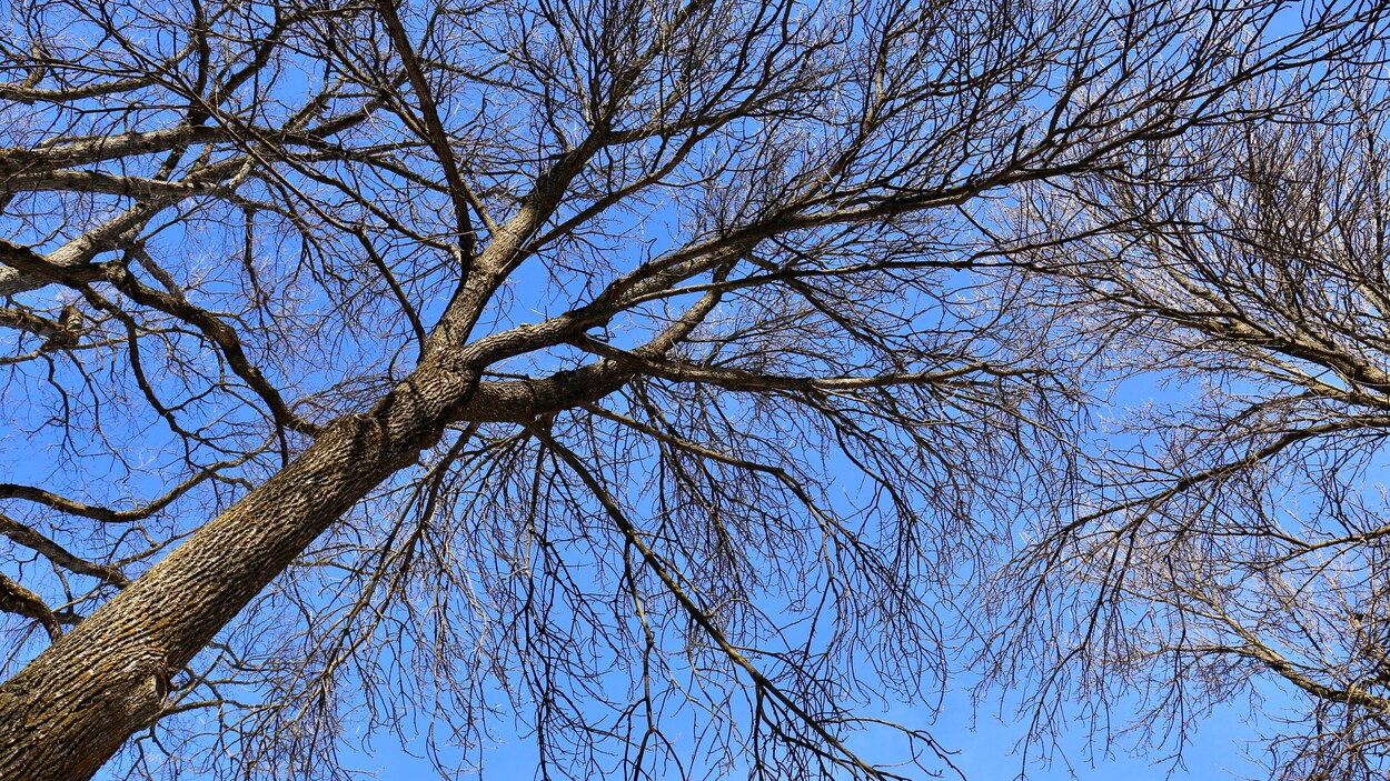 Un frêne sous un ciel bleu en hiver Un frêne sous un ciel bleu en hiver