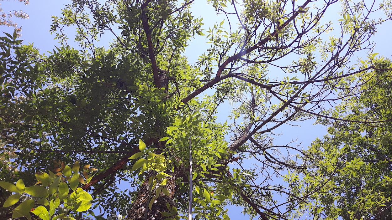 La cime de l'arbre devient clairsemée en cas d'infestation à l'agrile du frêne.