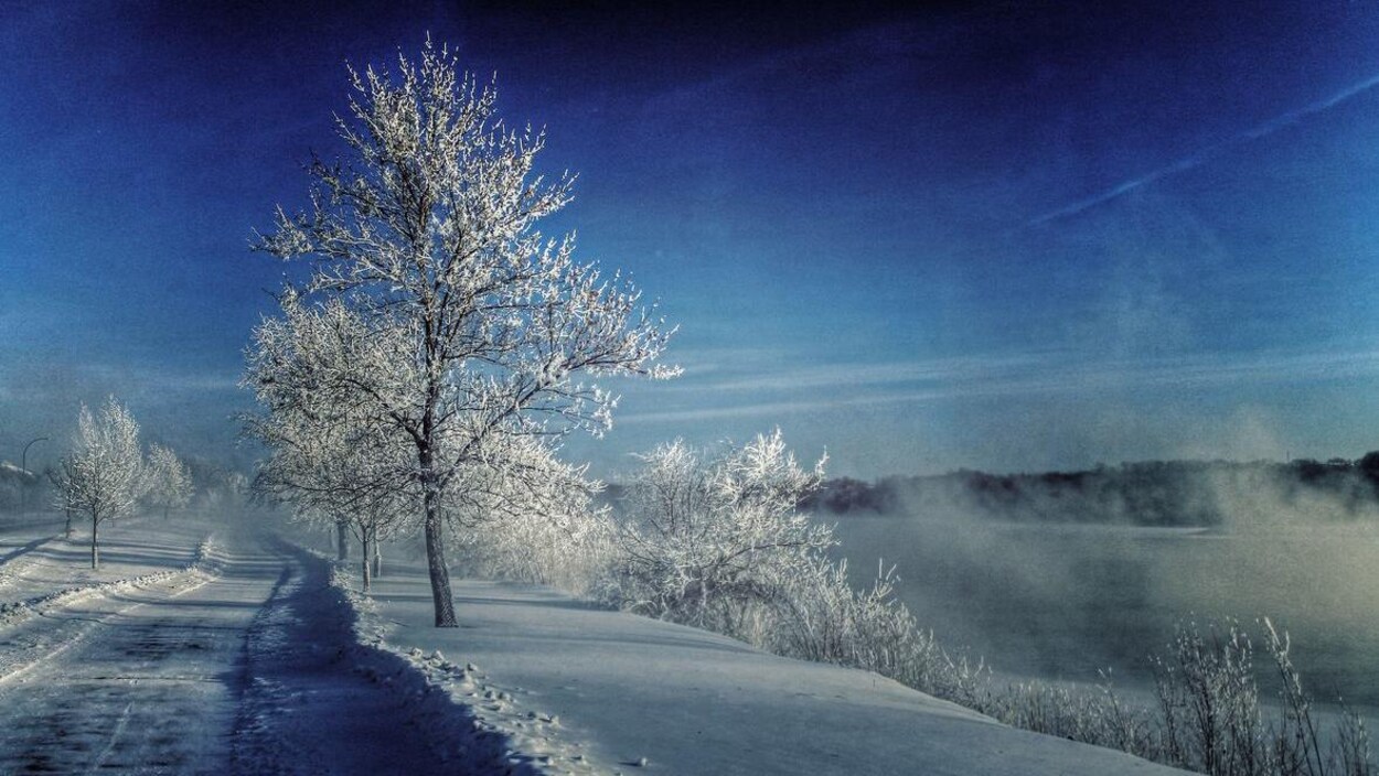 Des arbres enneigés le long d'une route sous un ciel bleu.