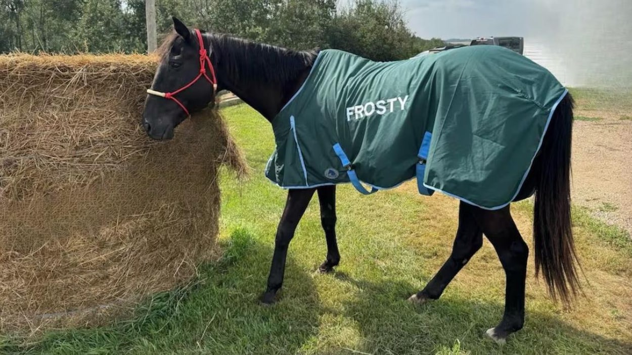 Sauvé d’un ruisseau gelé, un cheval retrouve une nouvelle vie