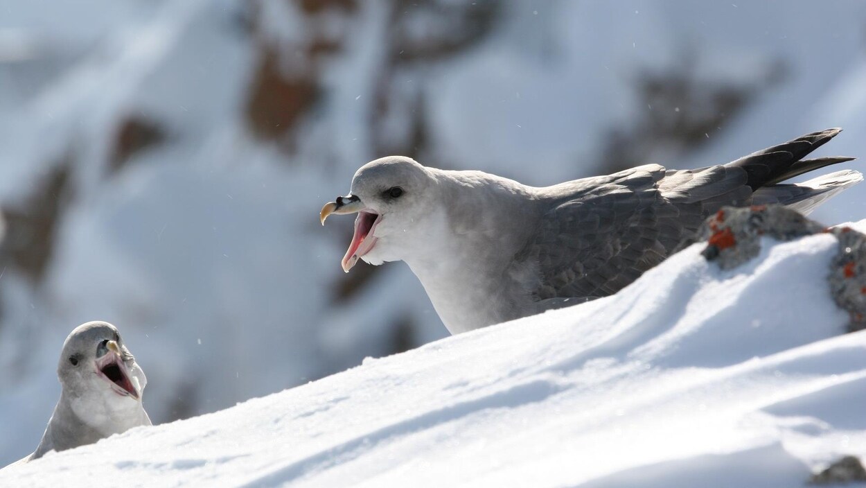 Deux Fulmars boréal dans la neige.