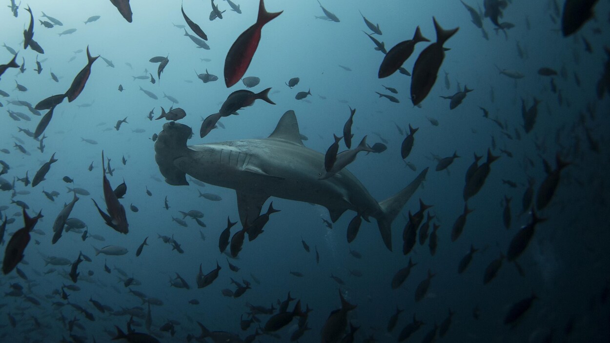 Un requin-marteau nage près de l'île Wolf dans la réserve marine des Galápagos.