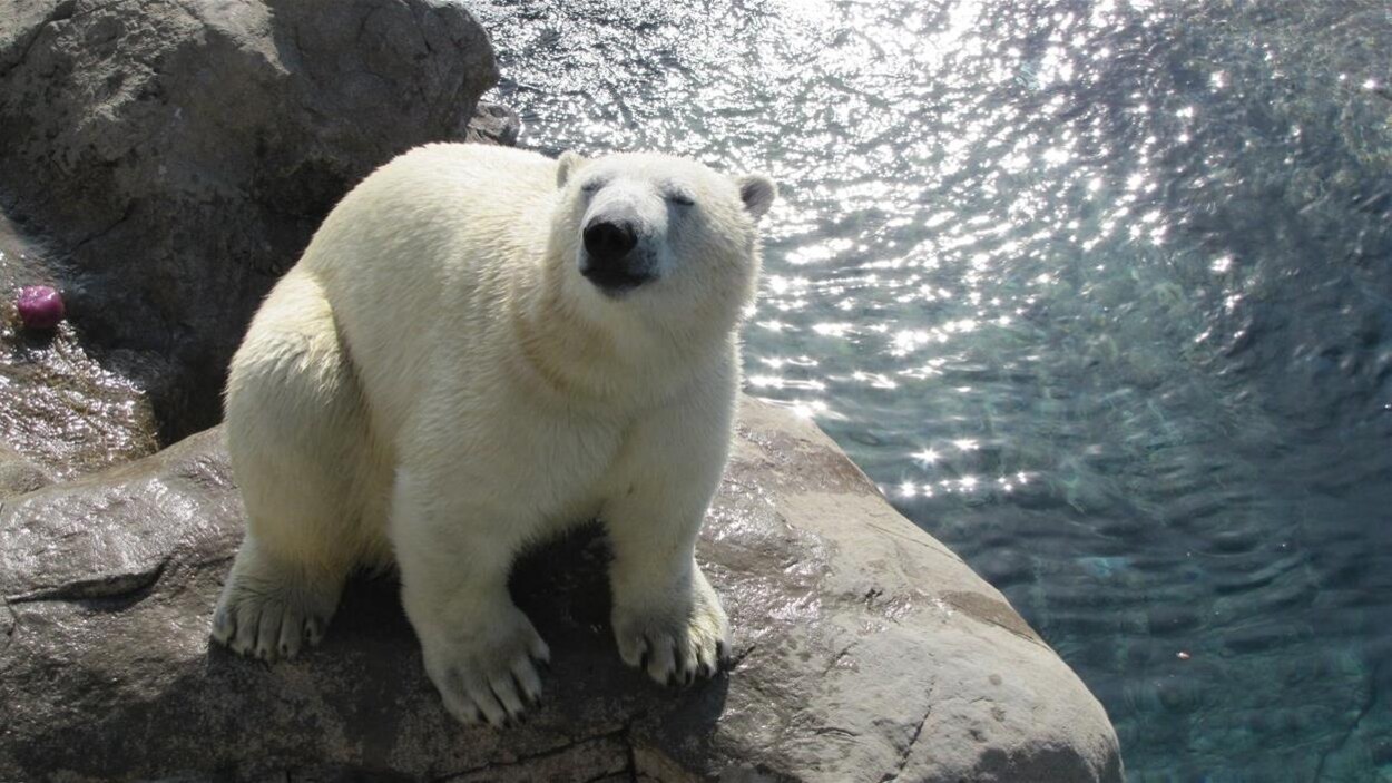 Ganuk, le nouvel ours polaire à Cochrane.