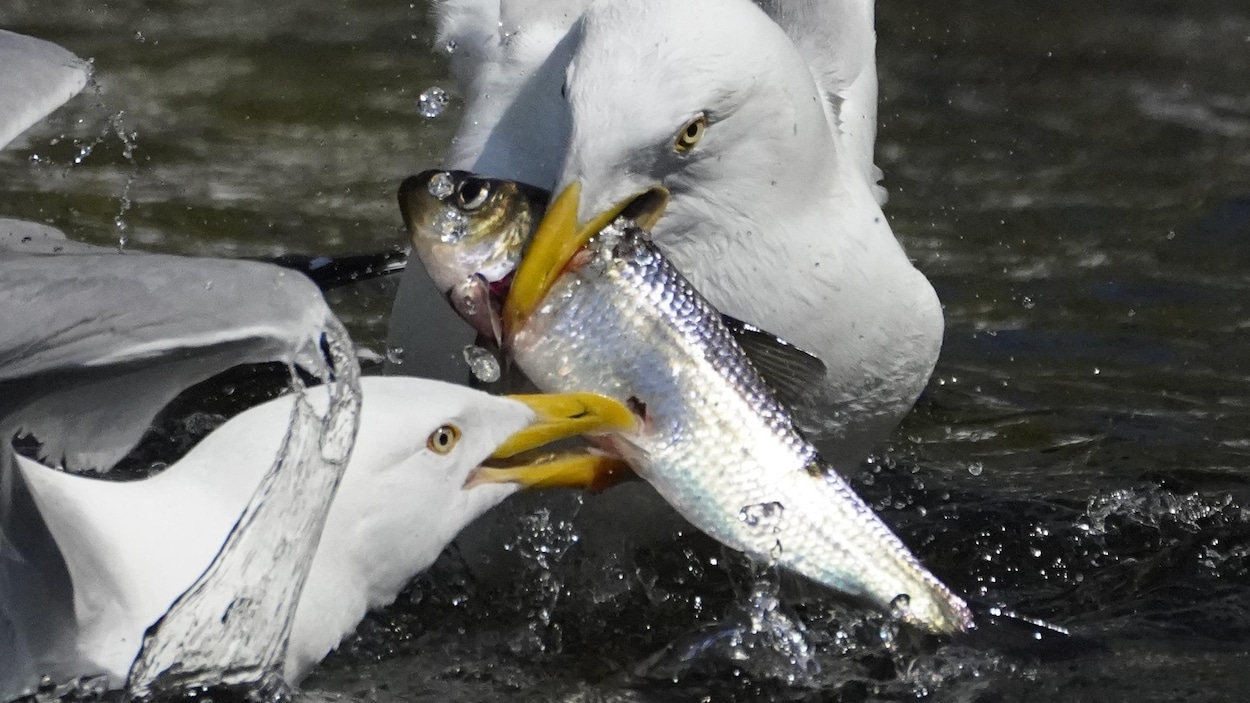 Sept personnes accusées d’avoir pêché illégalement du gaspareau en Nouvelle-Écosse