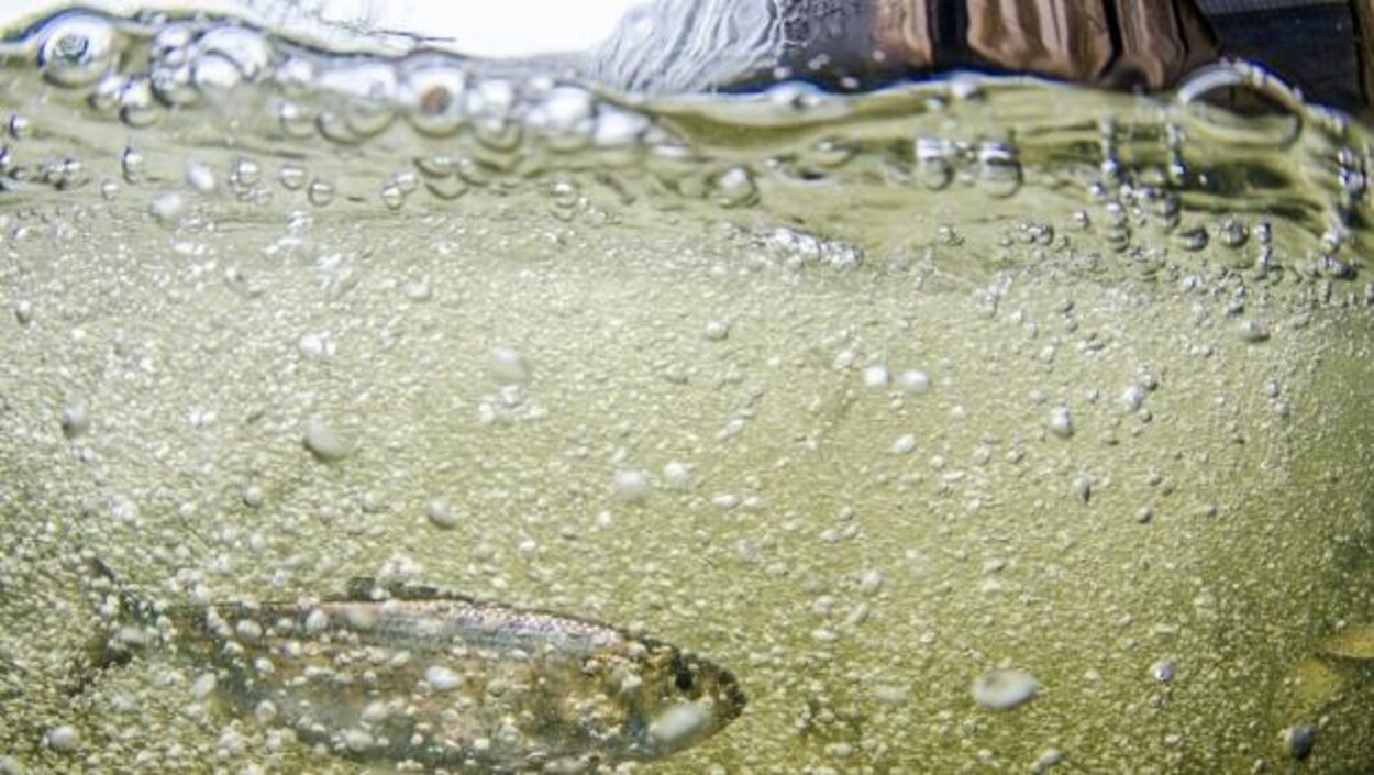 Un gaspareau dans la rivière Sainte-Croix Un gaspareau dans la rivière Sainte-Croix
