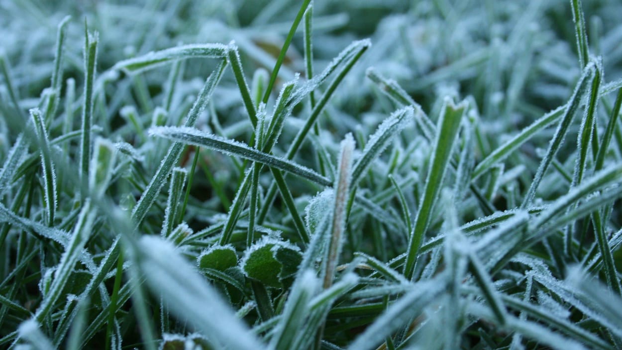 De l'herbe recouverte de givre.