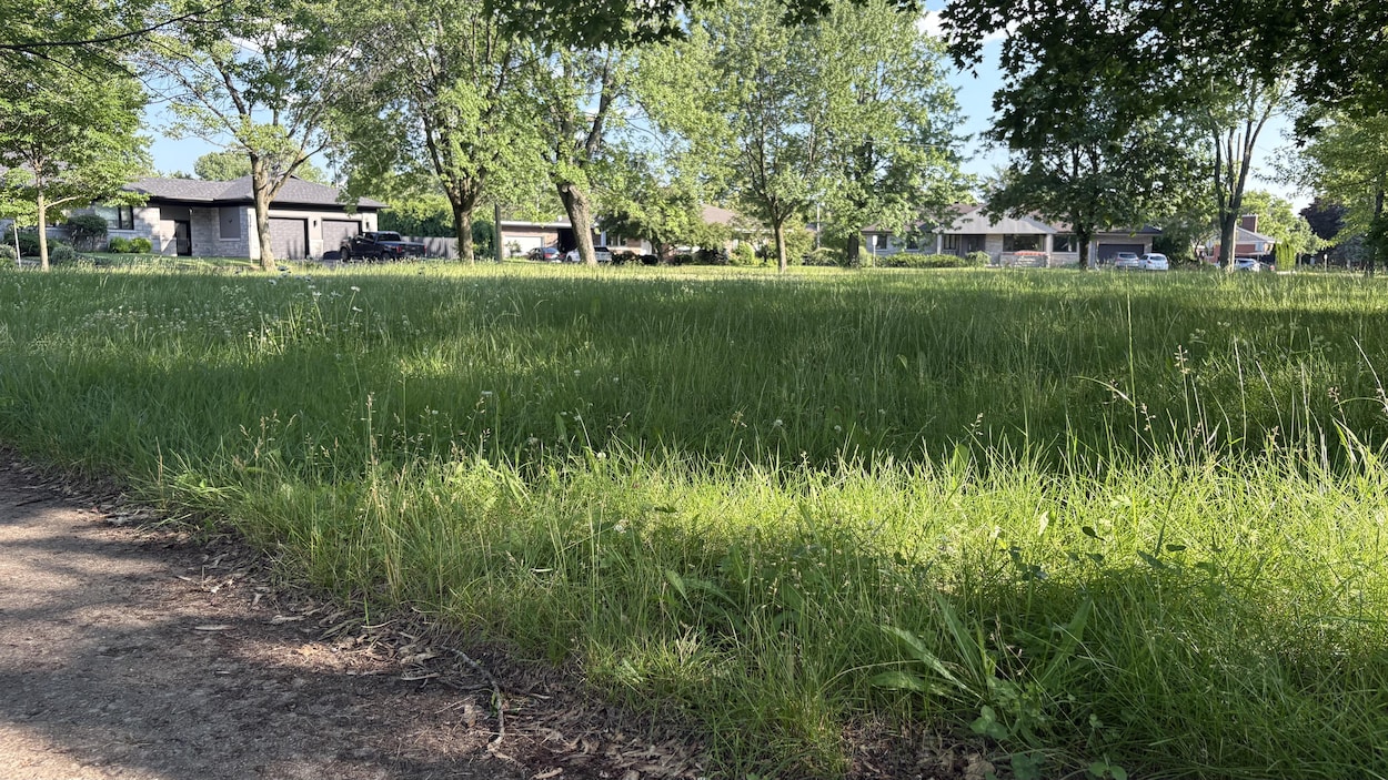 Le maire de Trois-Rivières s’excuse de la longueur du gazon dans les parcs