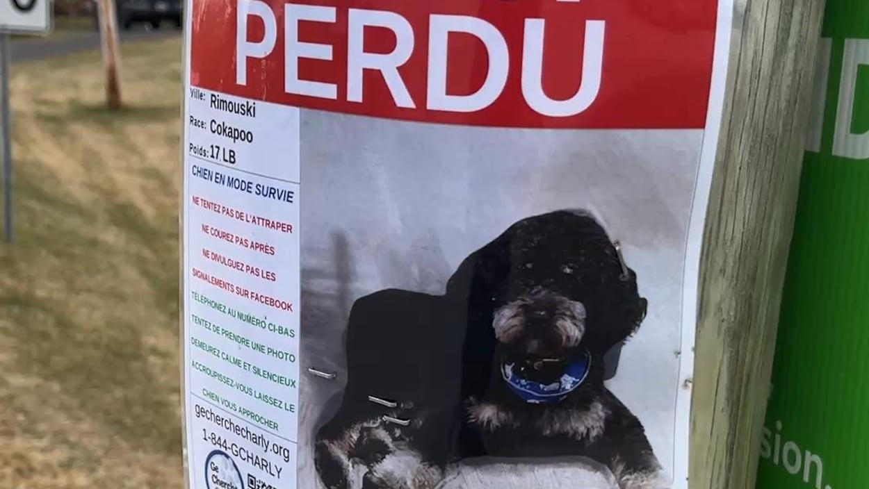 On vous emmène à la recherche de chiens perdus
