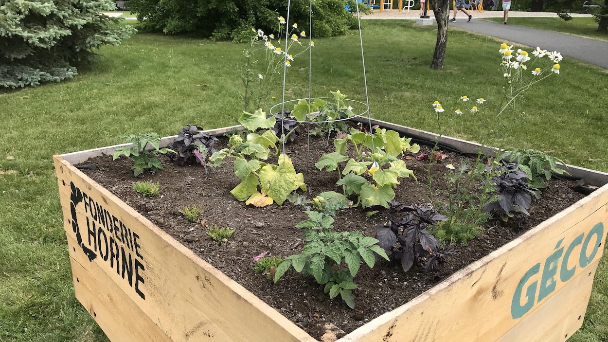 Un potager urbain a été aménagé au parc Chadbourne.