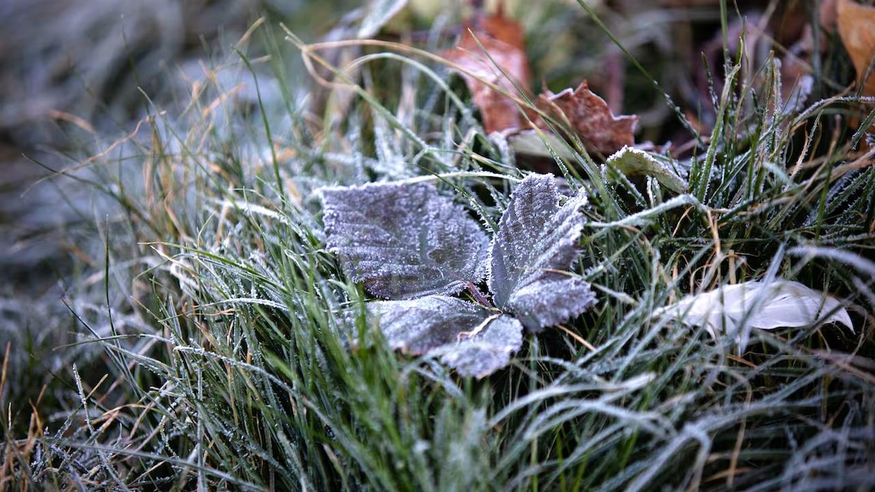 Des avis de gel pour plusieurs régions après des records de chaleur