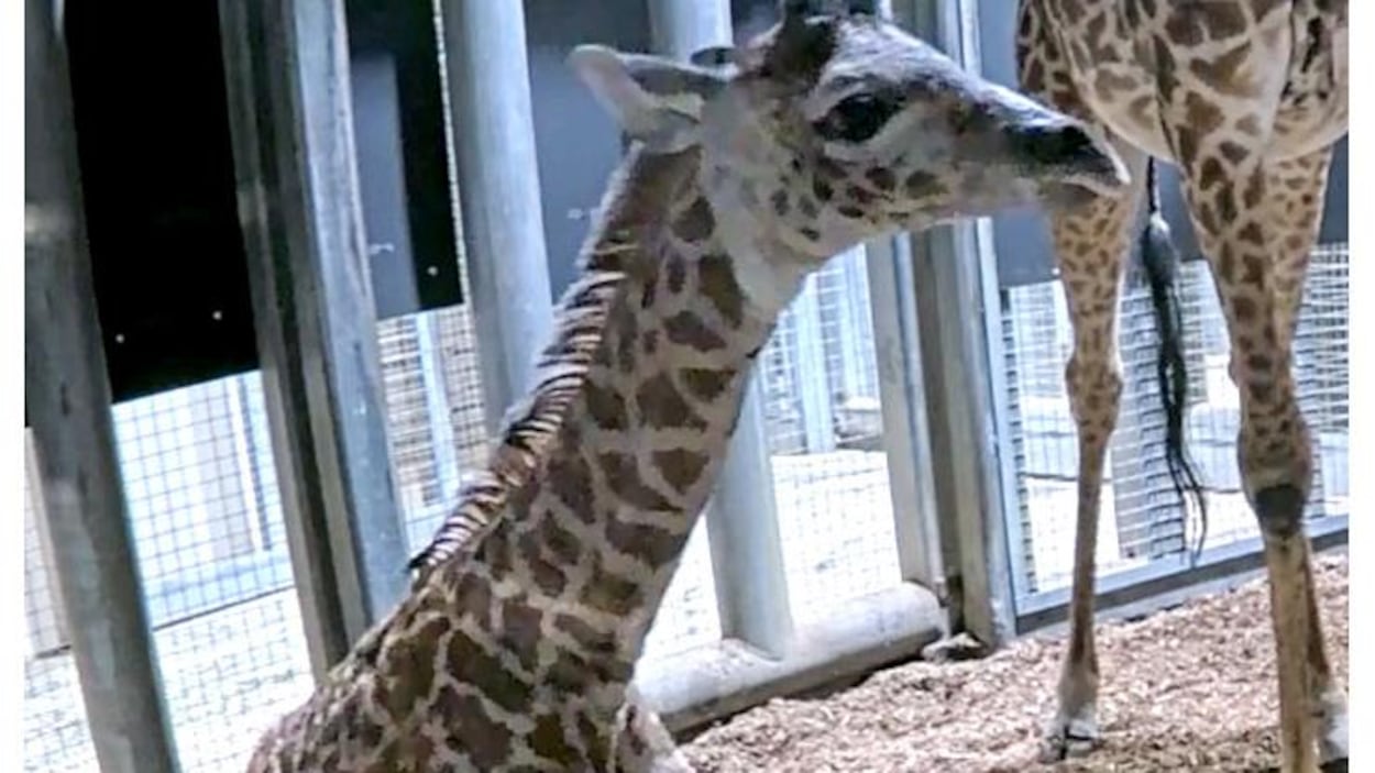 Quel nom pour la girafe Masaï née au Zoo de Toronto?