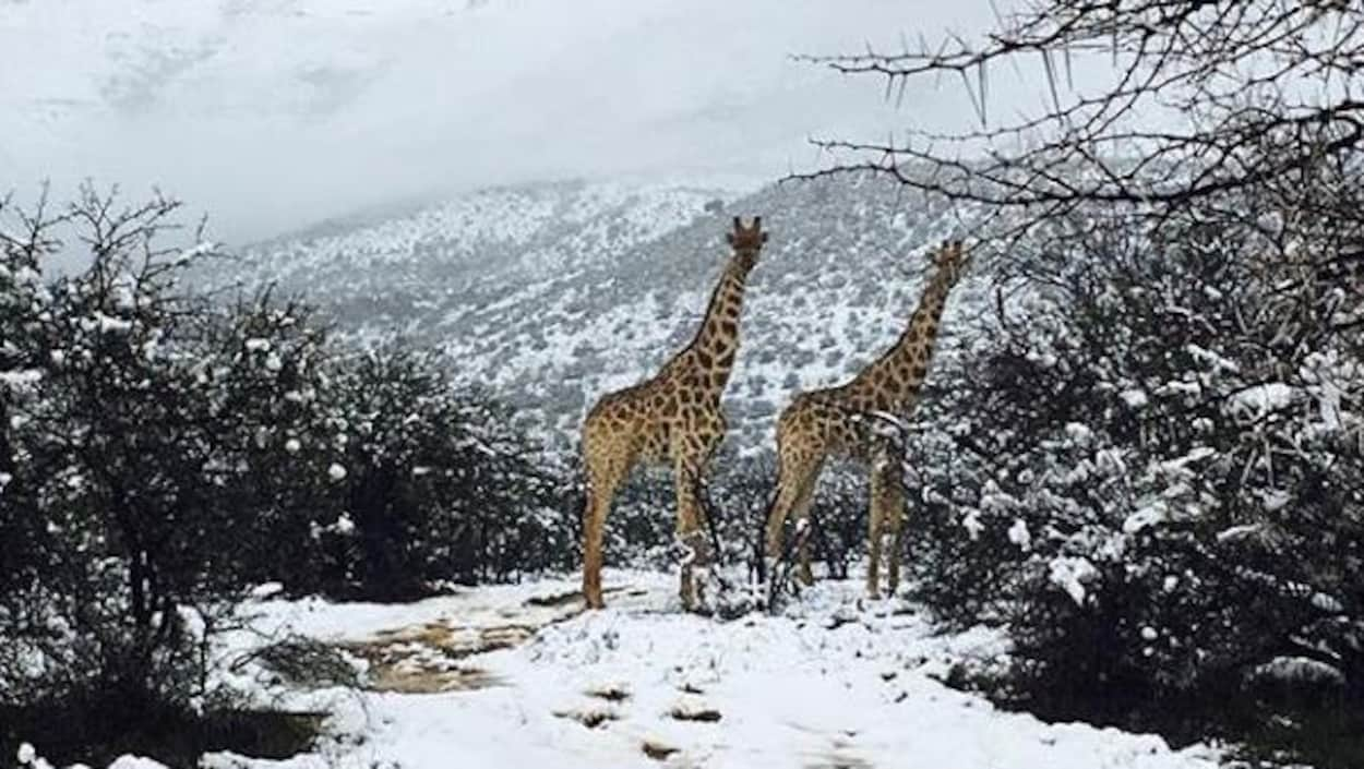 Des Girafes Sous La Neige En Afrique Du Sud Radio Canada Ca