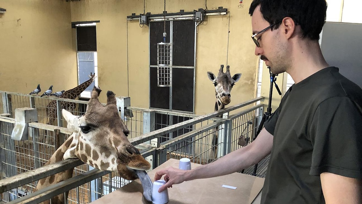 La girafe, un animal social plus complexe qu'on le pensait