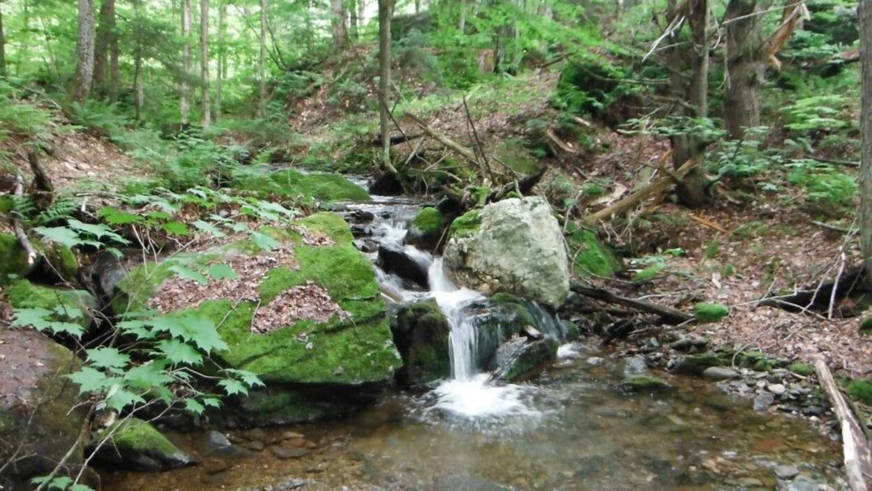 60 hectares protégés dans la massif de Glen Foster. 60 hectares protégés dans la massif de Glen Foster.