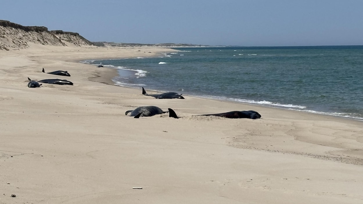 Mort de 16 baleines échouées sur une île de Nouvelle-Écosse