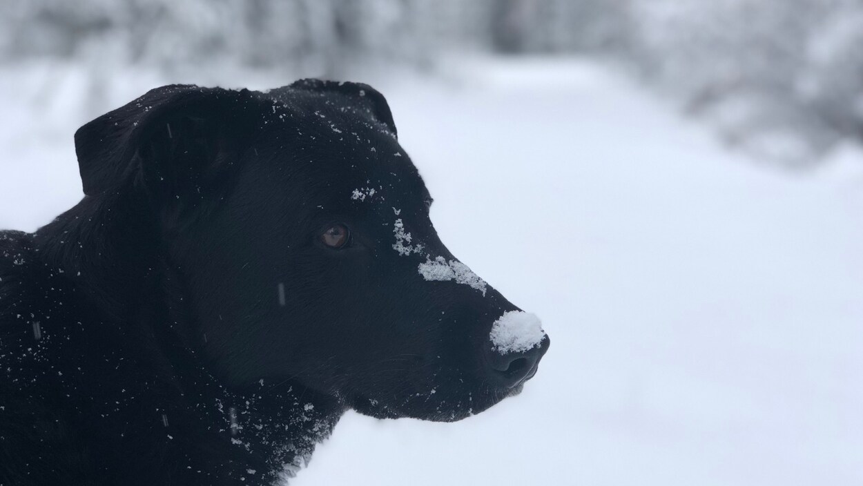 Son museau est couvert de neige.