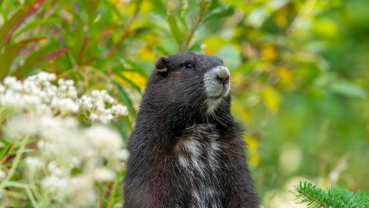 Gob la marmotte retourne voir ses congénères en captivité