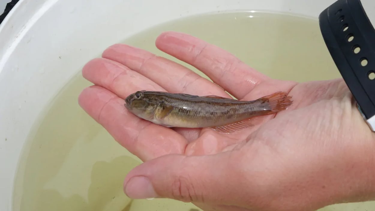 Un homme tient un petit poisson dans la paume de sa main au-dessus d'un seau d'eau.