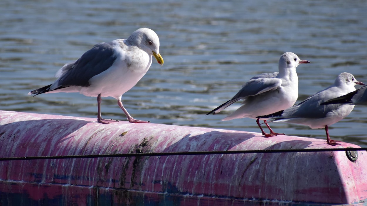 Des blocs de bois pour étudier la mortalité des oiseaux marins