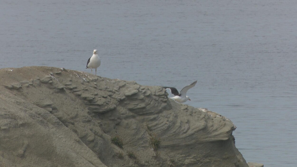 Des oiseaux sur un cap rocheux
