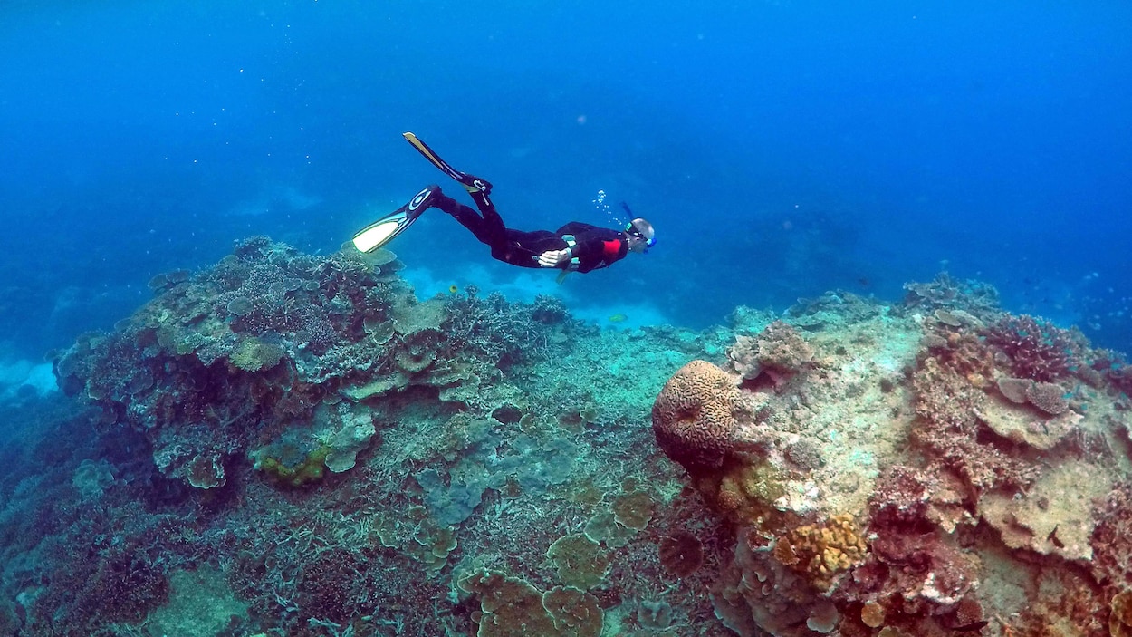 Un plongeur se promène dans le secteur Coral Gardens, près de l’île Lady Elliot, dans la Grande Barrière de corail, en Australie, en juin 2015.