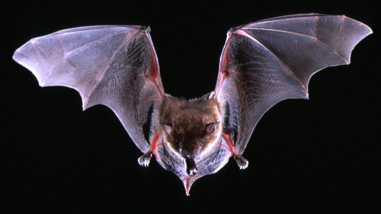 Une grande chauve-souris brune en vol.