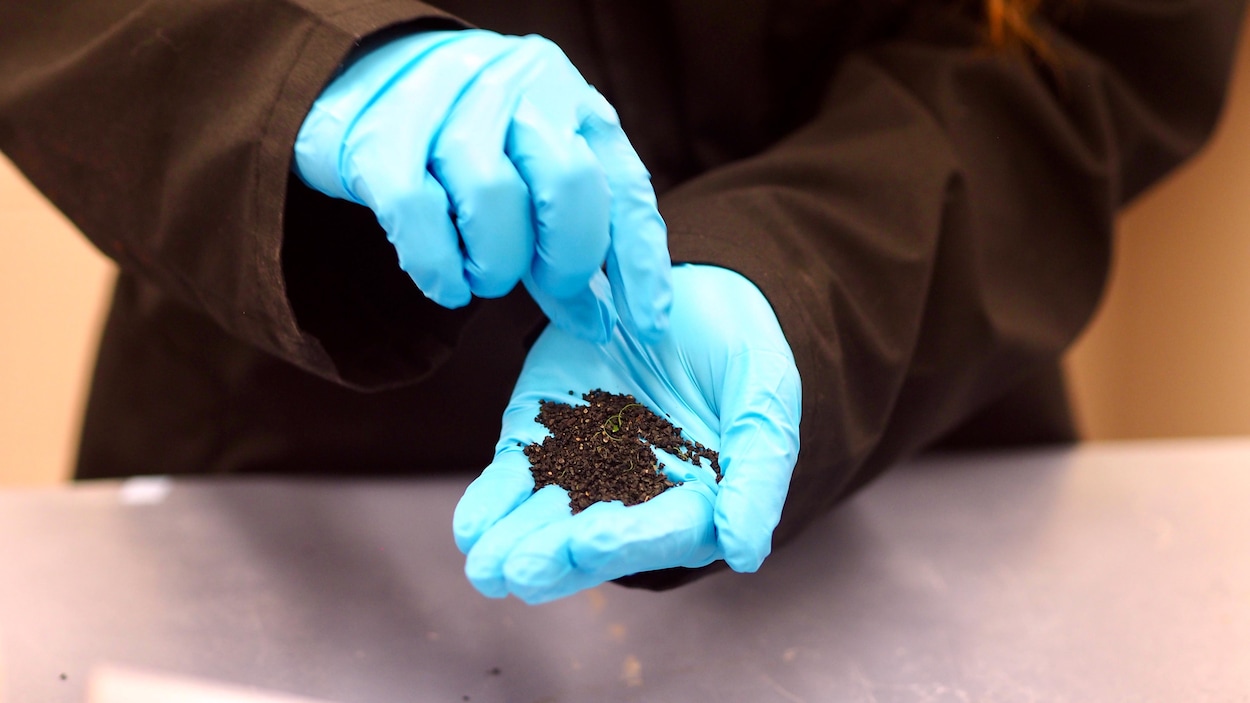 Le gazon synthétique libère des contaminants mortels pour les saumons, dit une étude