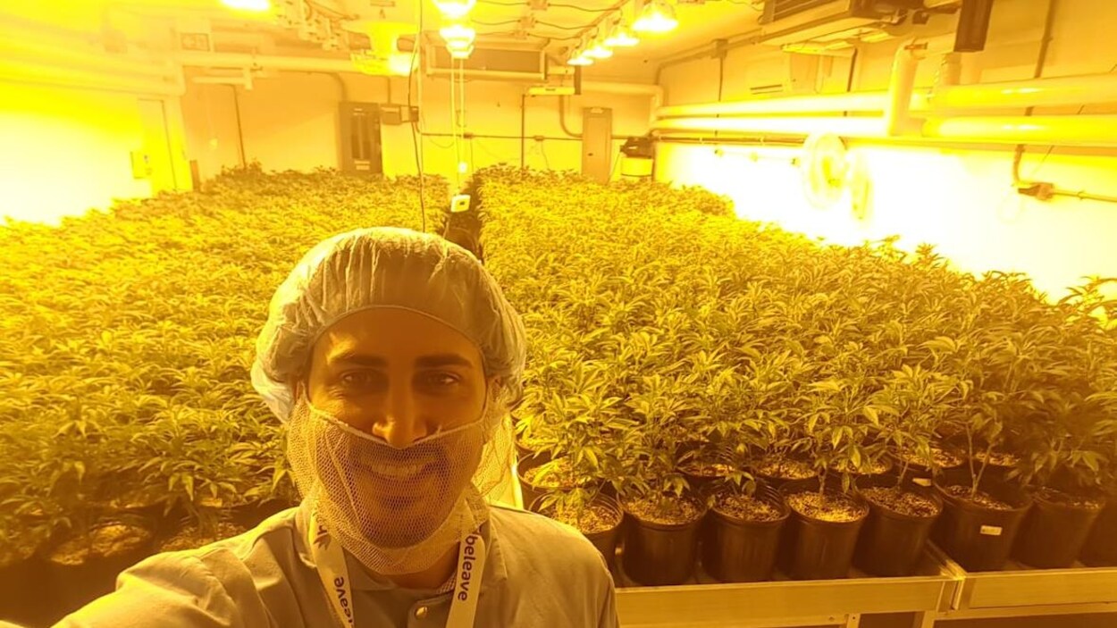 Un homme dans une plantation de marijuana Un homme dans une plantation de marijuana
