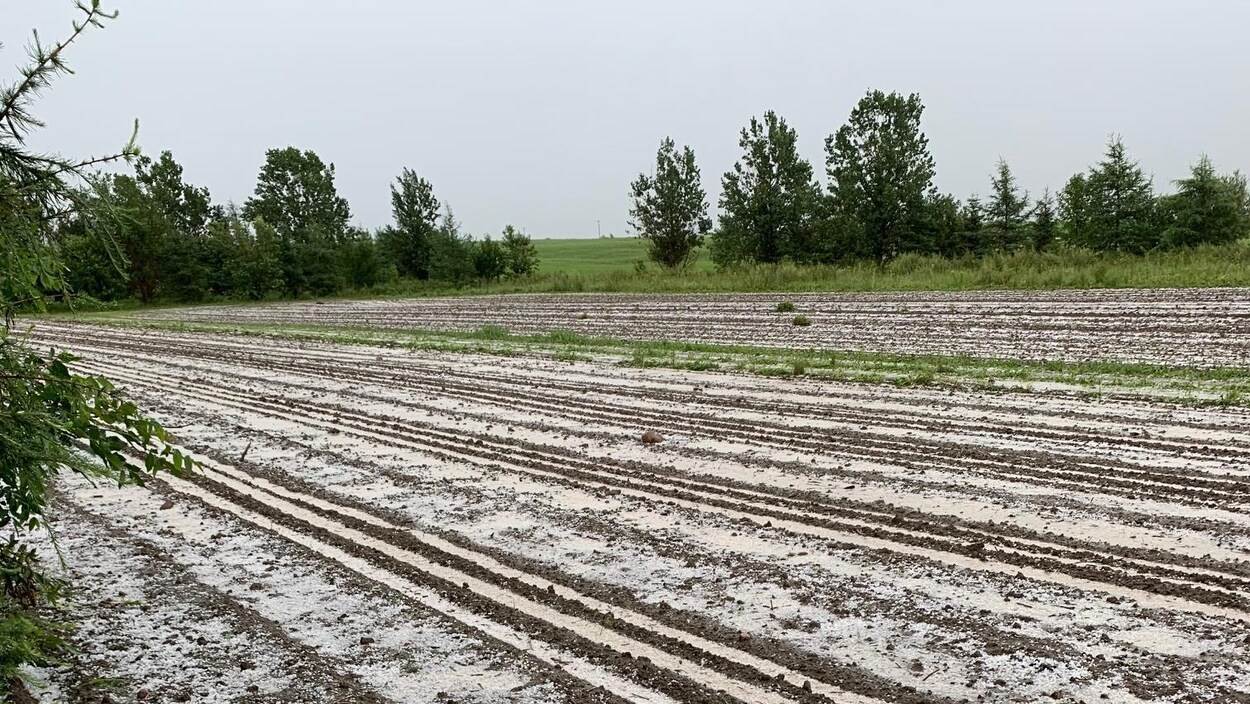 Un champ agricole recouvert de grêlons.