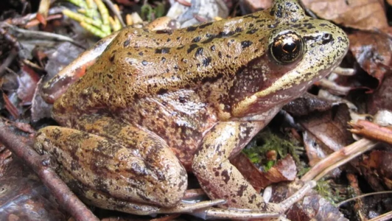 Une grenouille à pattes rouge.