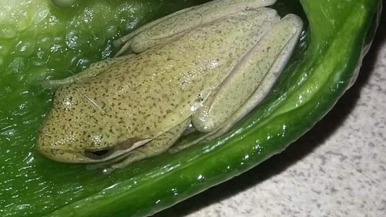 Couper Un Poivron Et Trouver Une Grenouille Vivante Radio Canada Ca