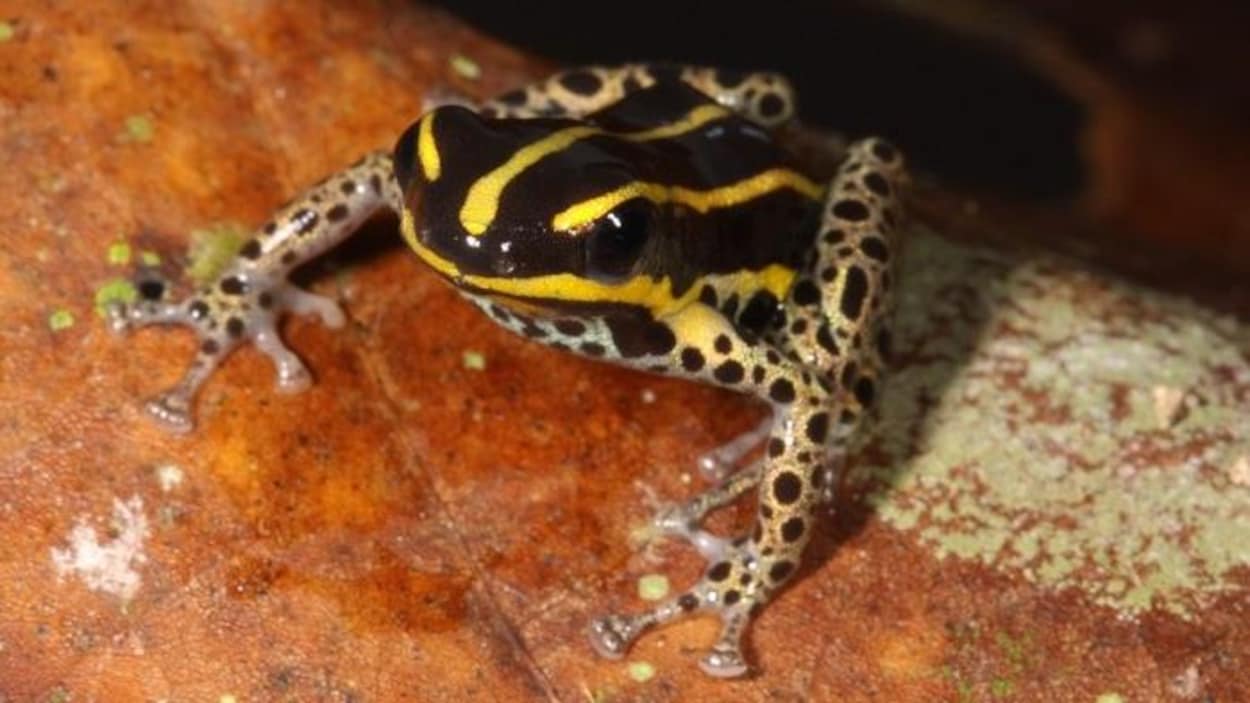 Une espèce inconnue de grenouilles venimeuses observée en Amazonie péruvienne