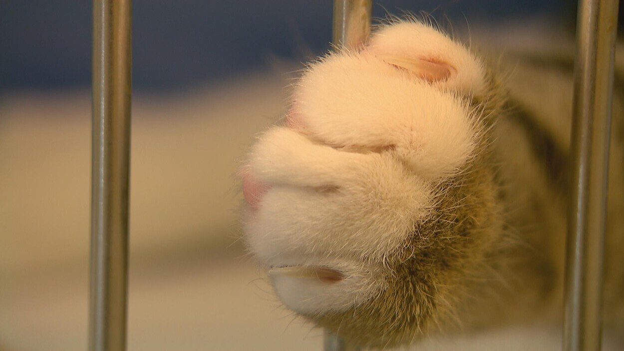 Une patte de chat non-dégriffée.
