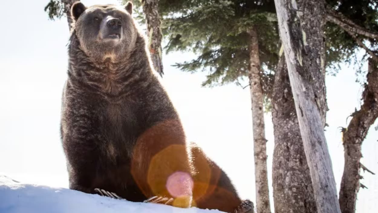 Grinder, le célèbre grizzly du mont Grouse, est mort