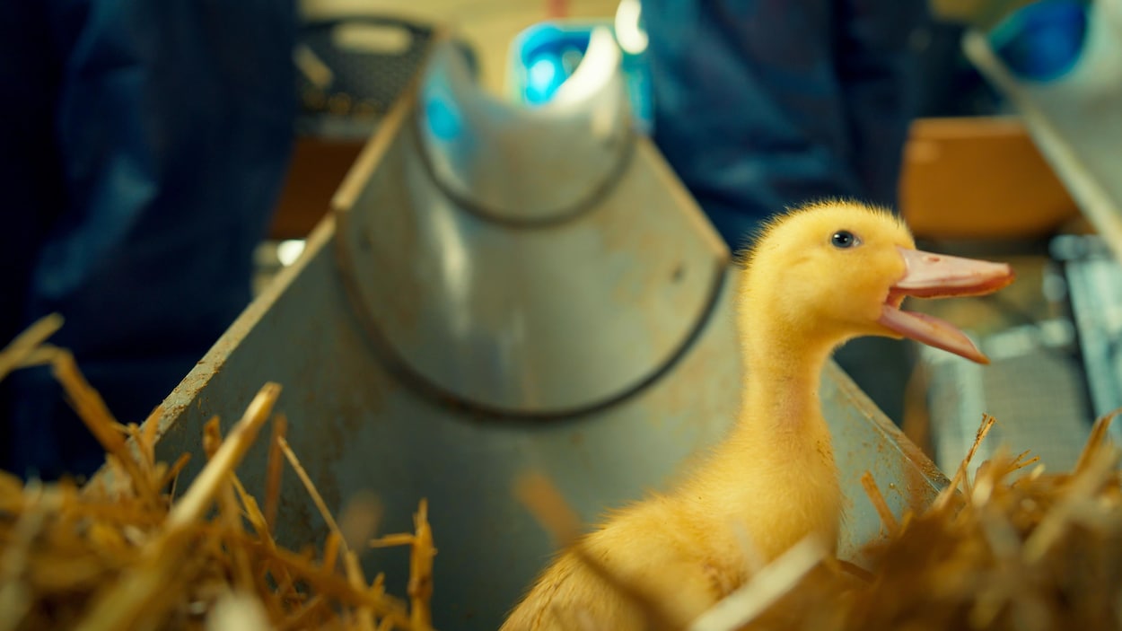 Vaccination et dépistage : s’armer contre la grippe aviaire