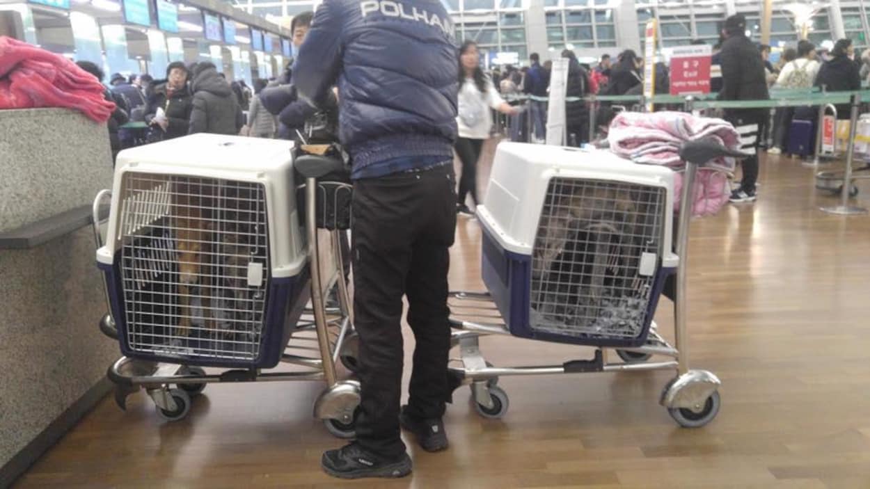 Deux chiens dans des cages à l'aéroport. Deux chiens dans des cages à l'aéroport.