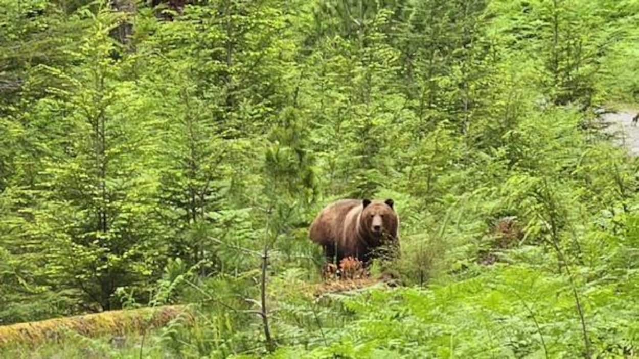 Des accusations portées en lien avec la mort de Tex le grizzli