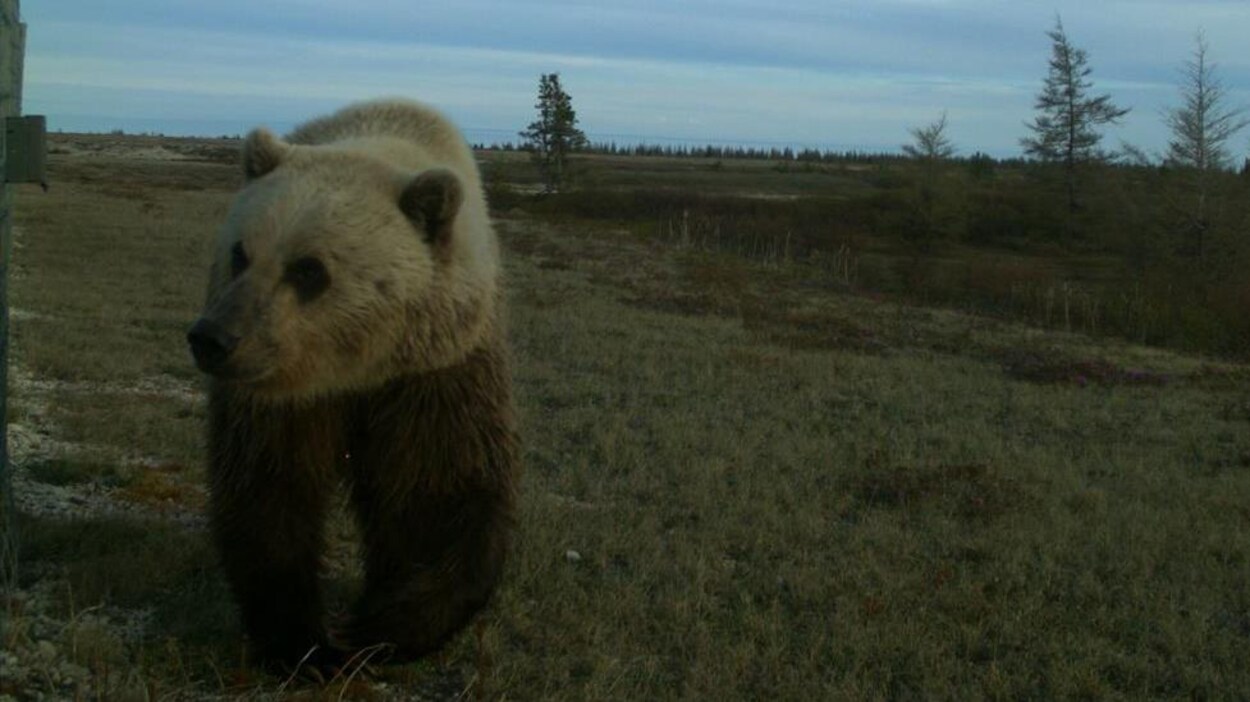 Un ours dans un paysage subarctique.