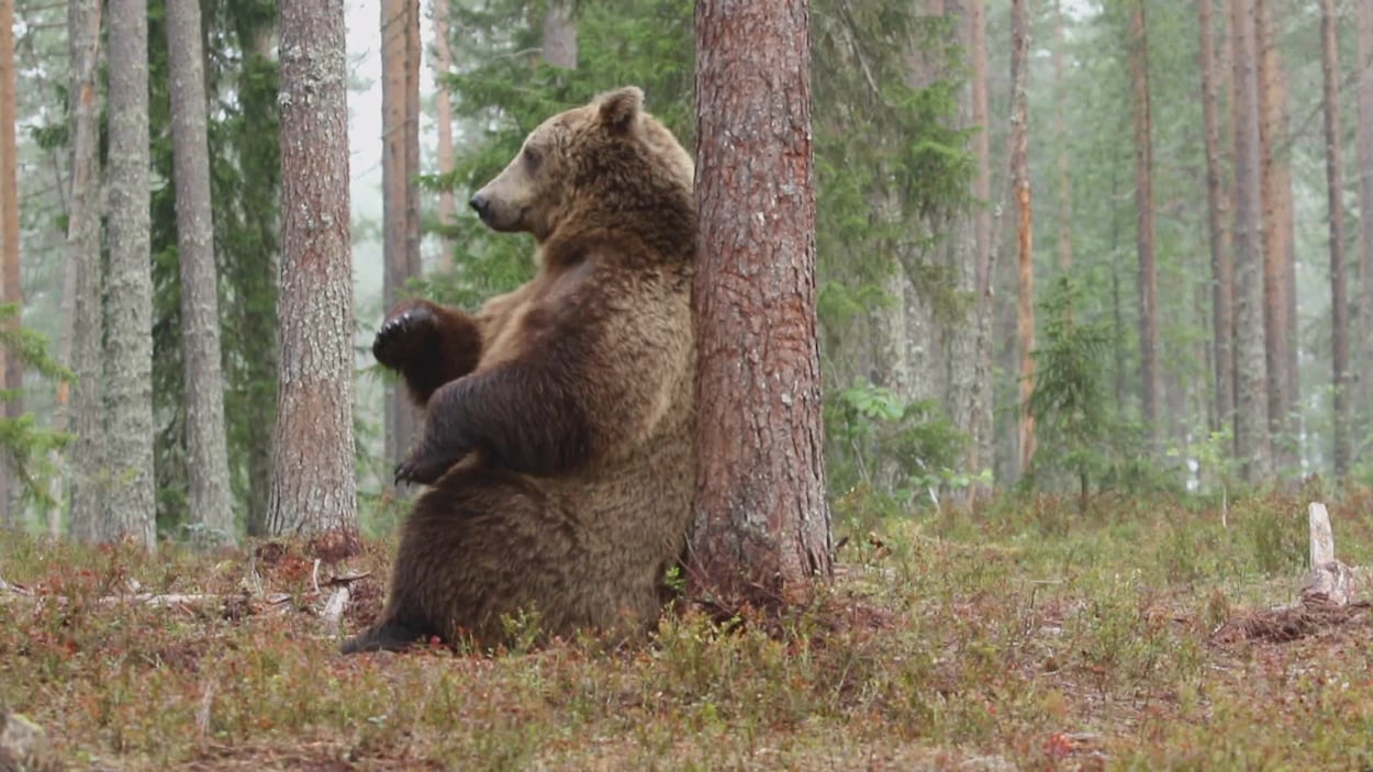 Des spécialistes demandent un nouveau recensement des grizzlis avant toute chasse